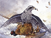 Goshawk & Pheasant 1995