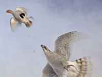 Goshawk & Grey Partridge