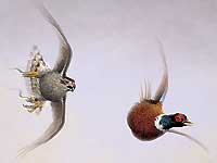 Goshawk & Cock Pheasant