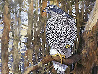 Goshawk in Pines 1995