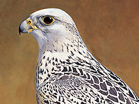 Gyr Falcon - Head Study