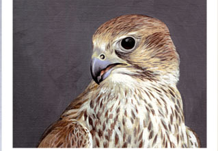 Saker Falcon