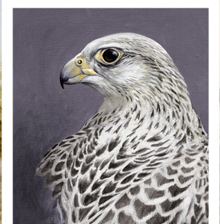 GyrFalcon