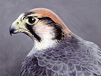 Lanner Falcon - Head Study