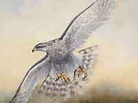 Goshawk & Partridge 2001