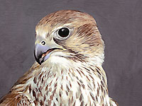 Saker Falcon - Head Study